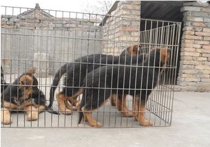 優(yōu)良品種德國牧羊犬，成都寵物誠信交易指南